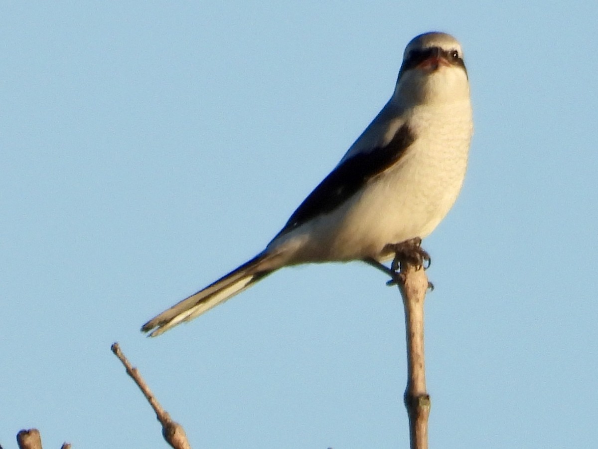 Alcaudón Boreal - ML644286920