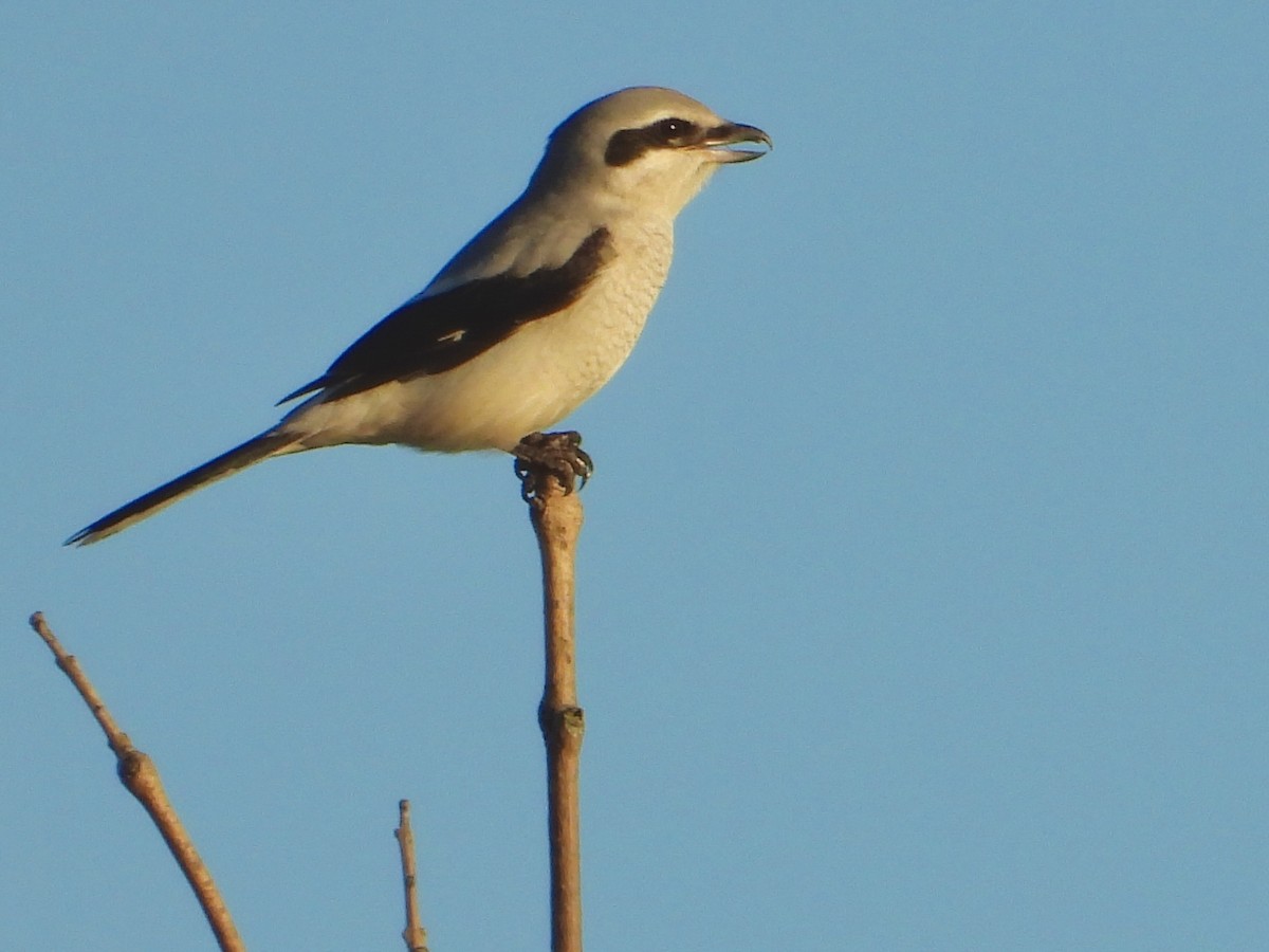 Alcaudón Boreal - ML644286921