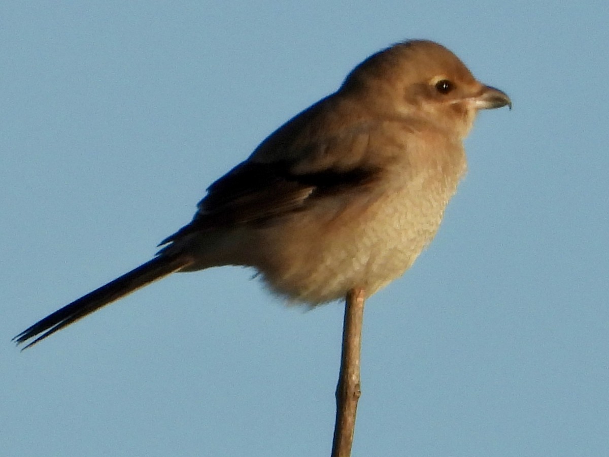 Alcaudón Boreal - ML644286922