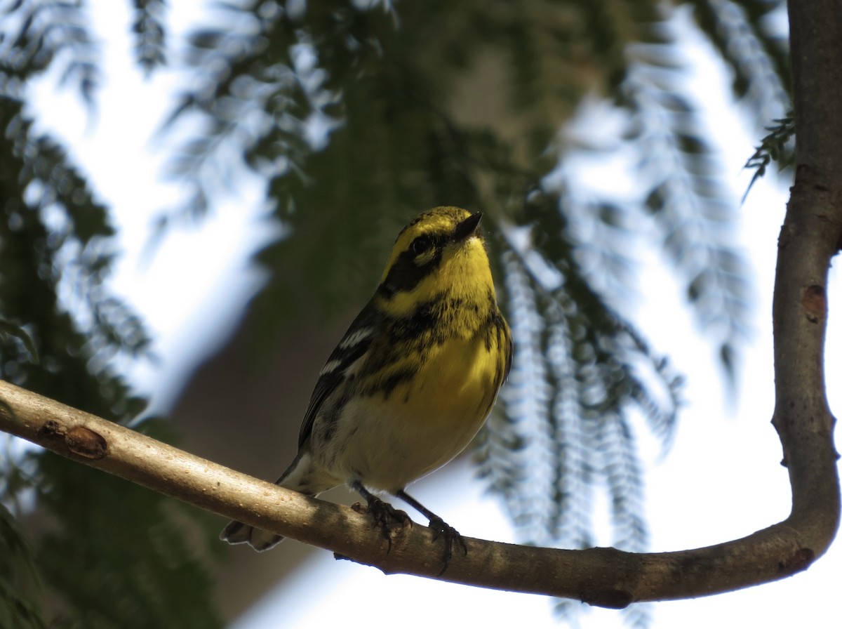 Townsend's Warbler - ML644286928