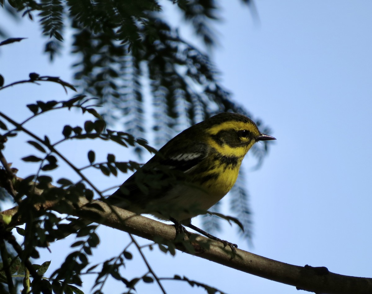 Townsend's Warbler - ML644286929