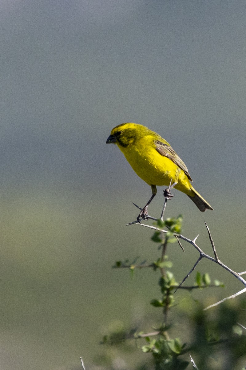 Sarı İskete - ML644286938