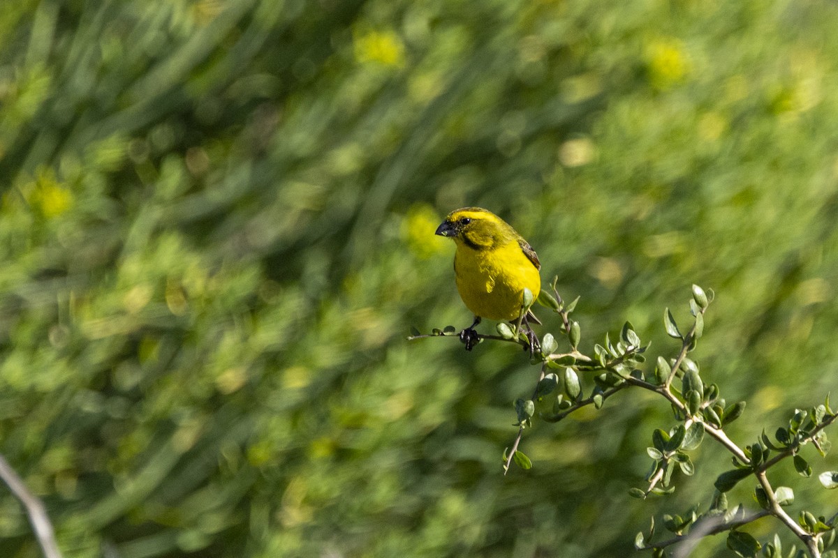 Sarı İskete - ML644286940