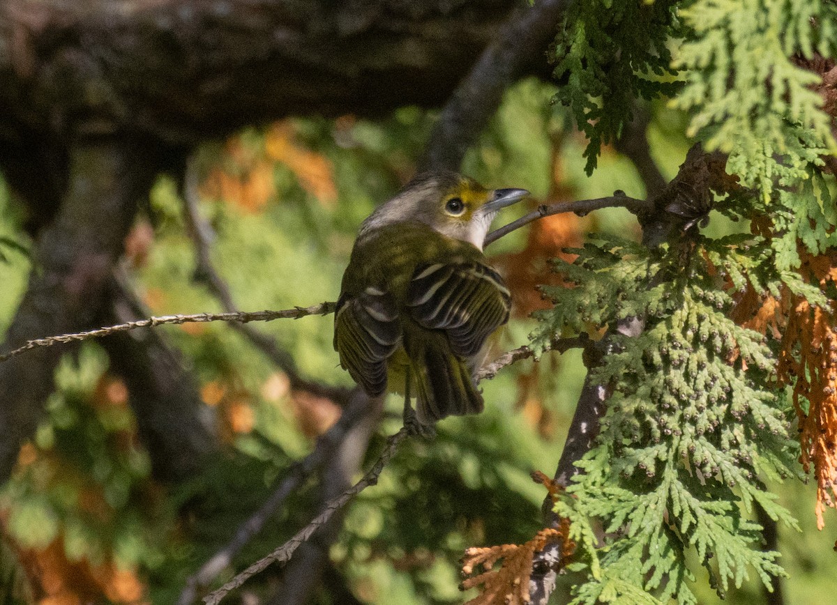 White-eyed Vireo - ML644286970