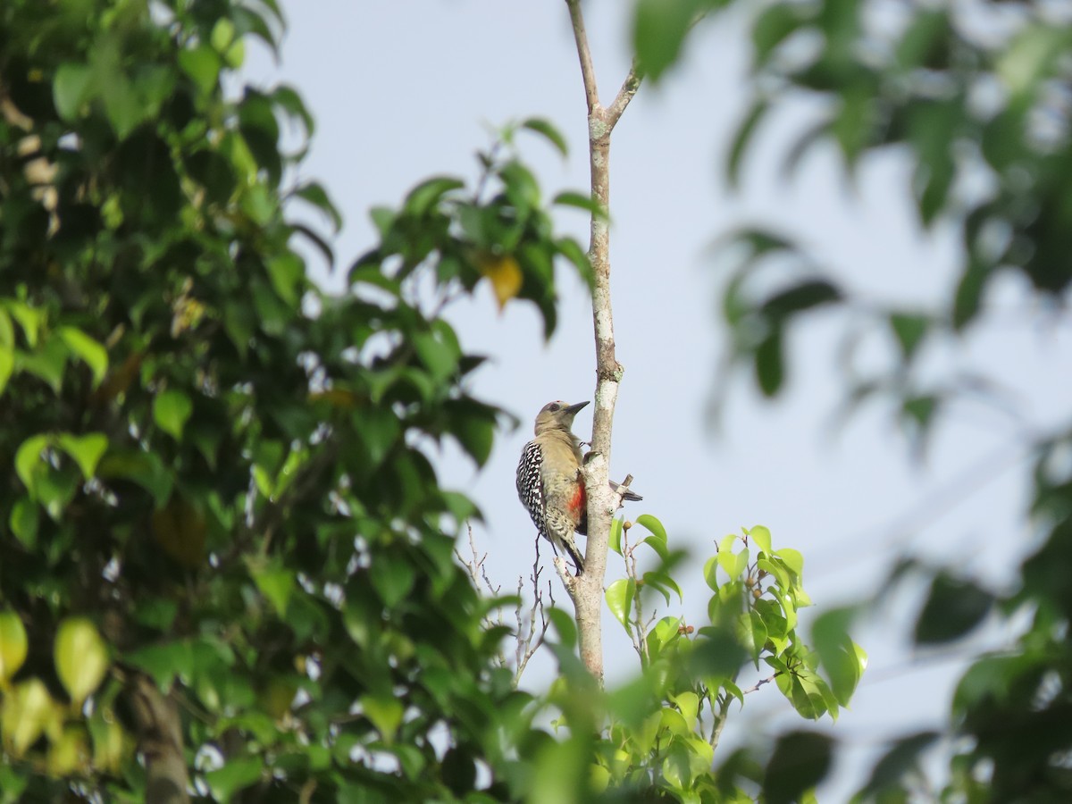 datel kápový - ML644286971