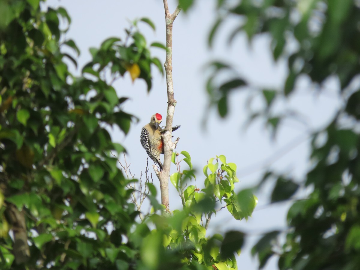 datel kápový - ML644286972