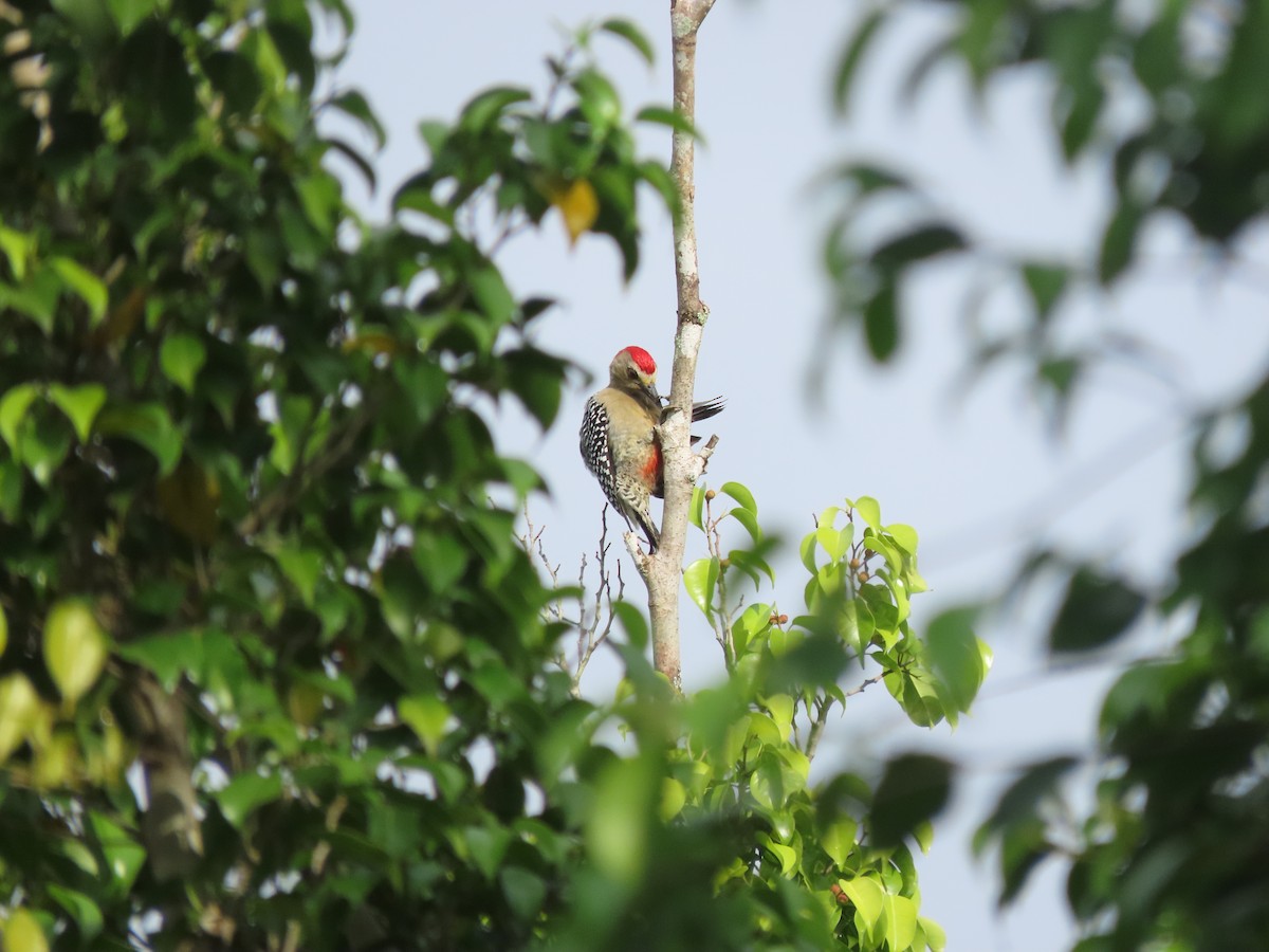 datel kápový - ML644286973