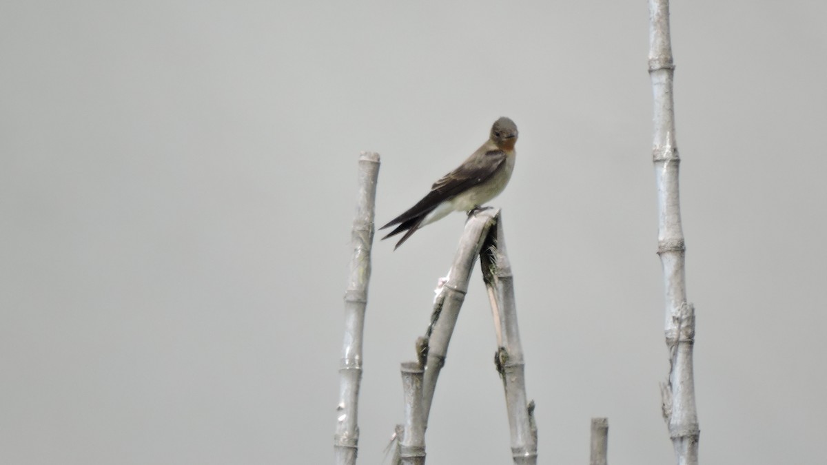 Golondrina Gorjirrufa - ML644286976