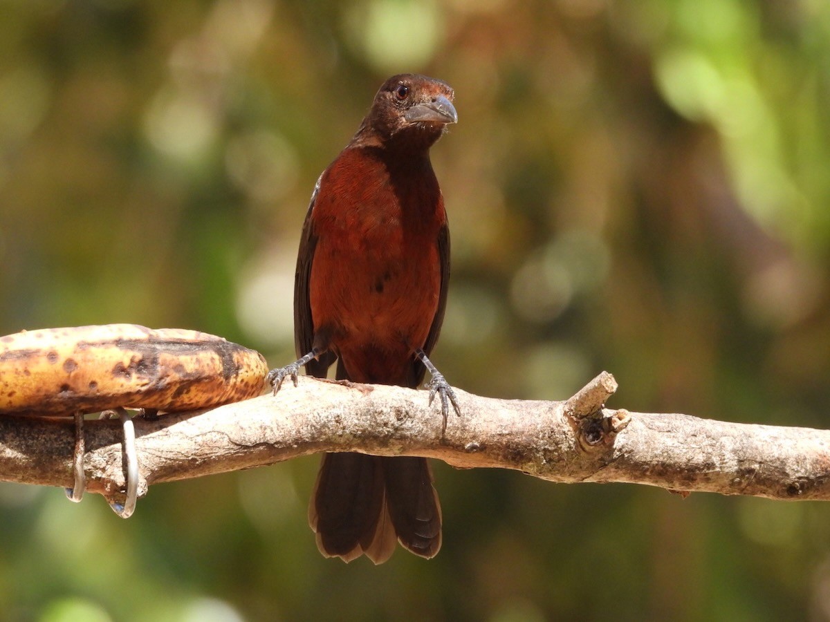 Silver-beaked Tanager - ML644286978