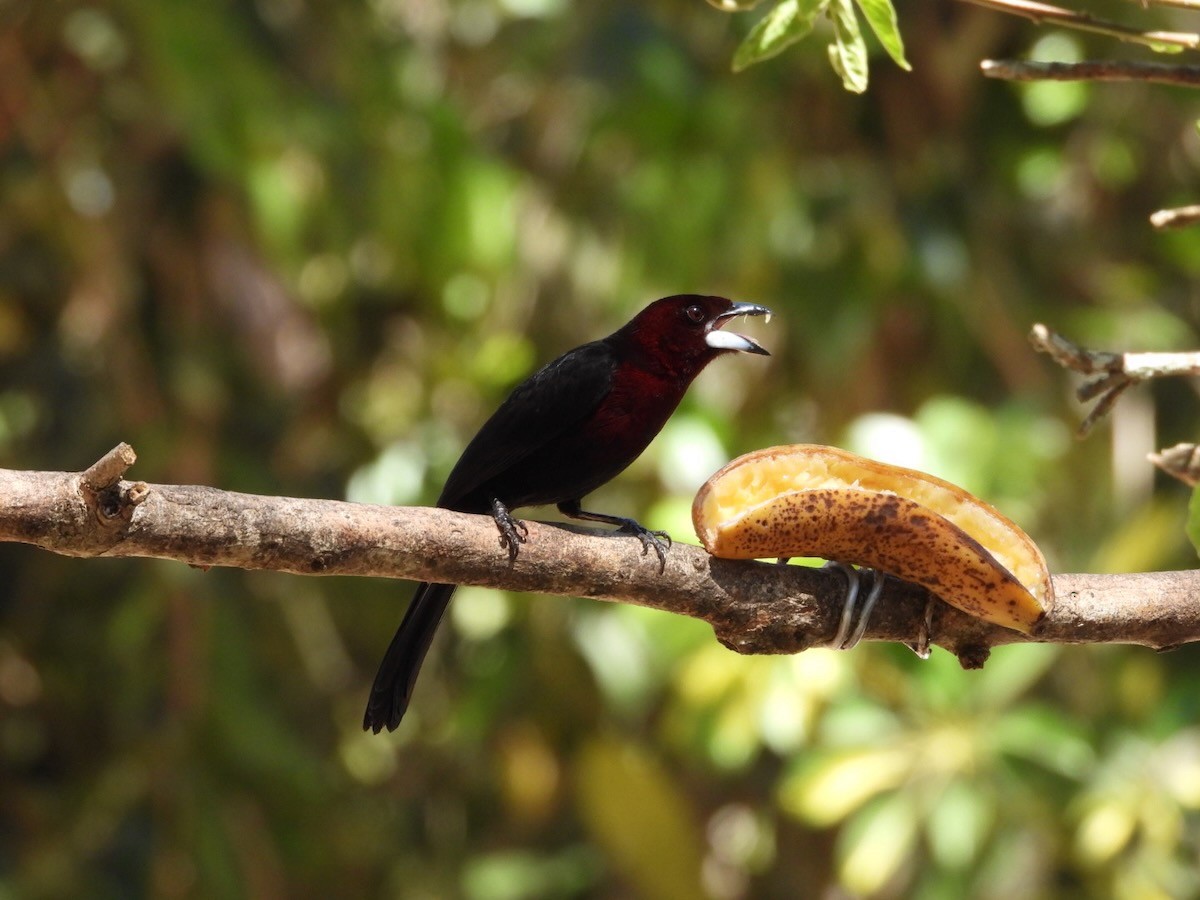 Silver-beaked Tanager - ML644286979