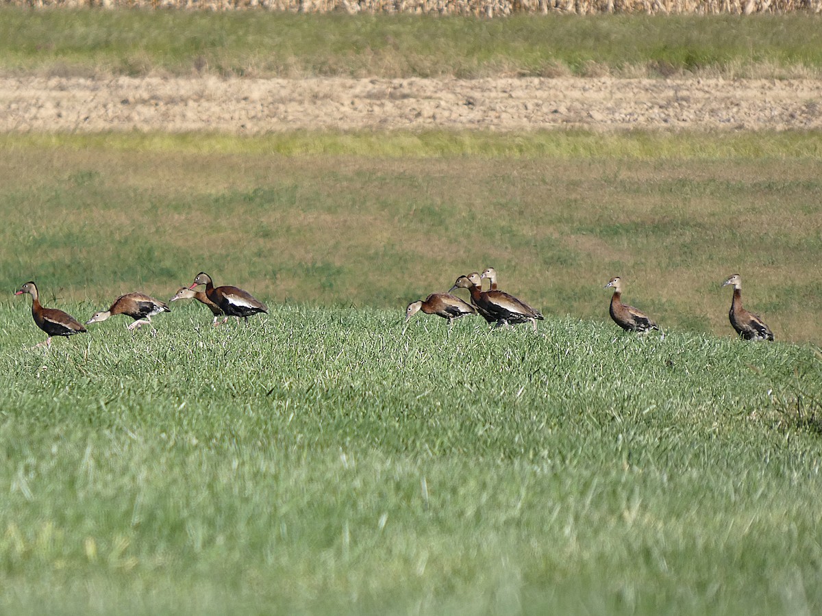Black-bellied Whistling-Duck - ML644286983