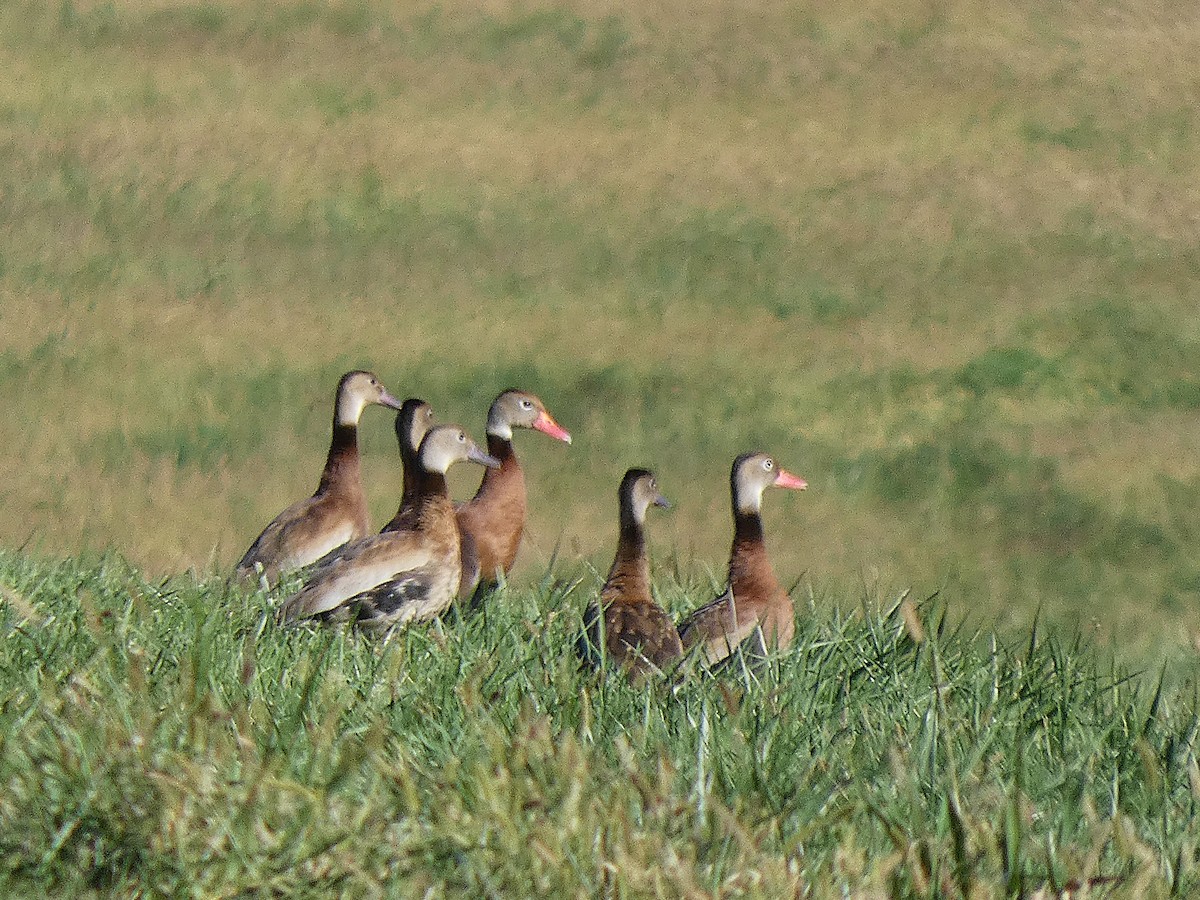 Black-bellied Whistling-Duck - ML644286984
