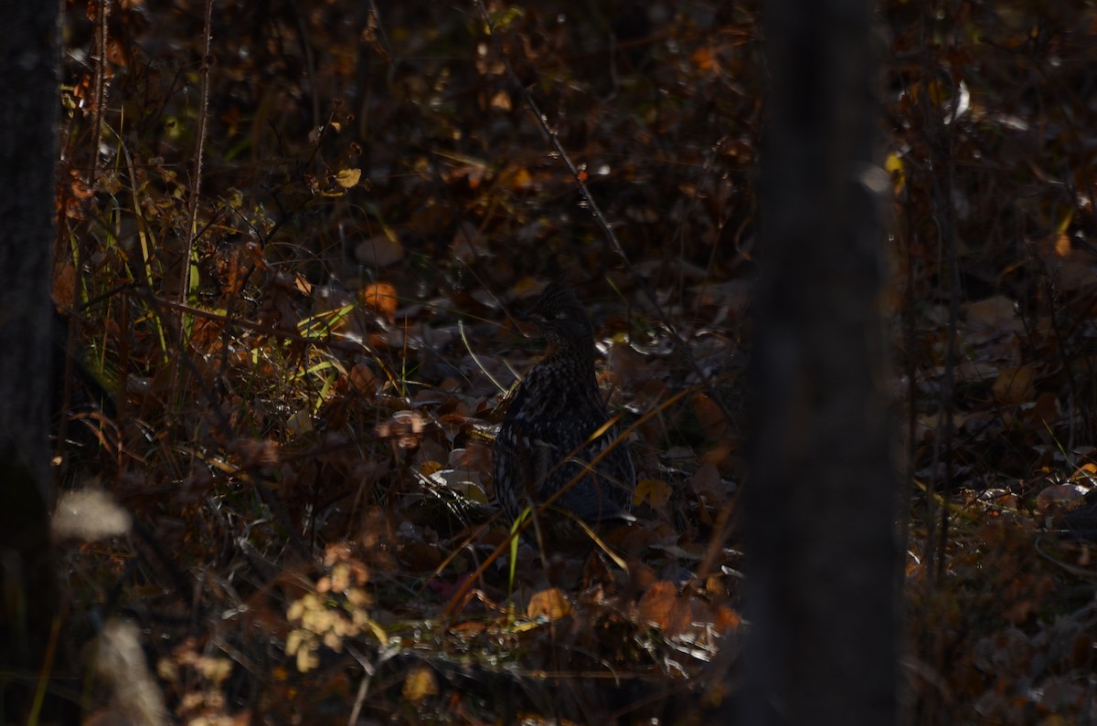 Воротничковый рябчик - ML644286987