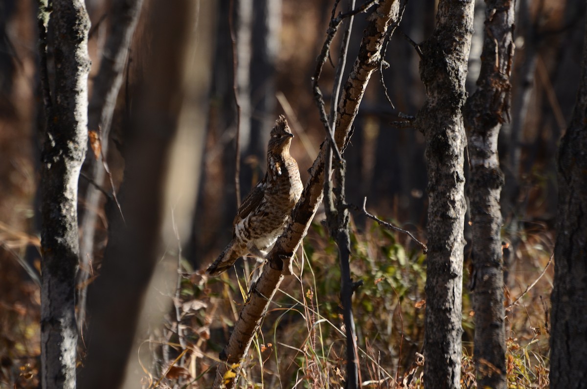 Воротничковый рябчик - ML644286989