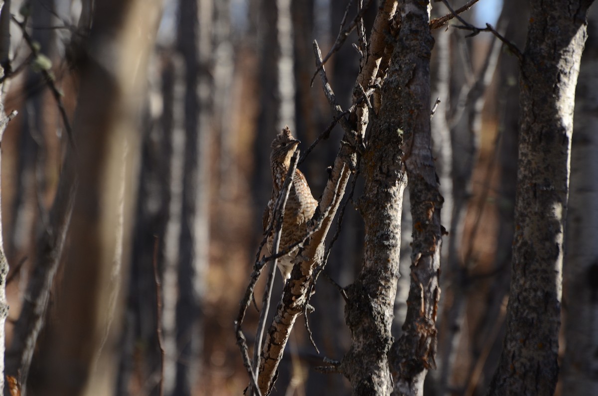 Воротничковый рябчик - ML644286991