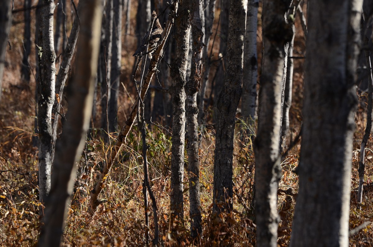 Воротничковый рябчик - ML644286993