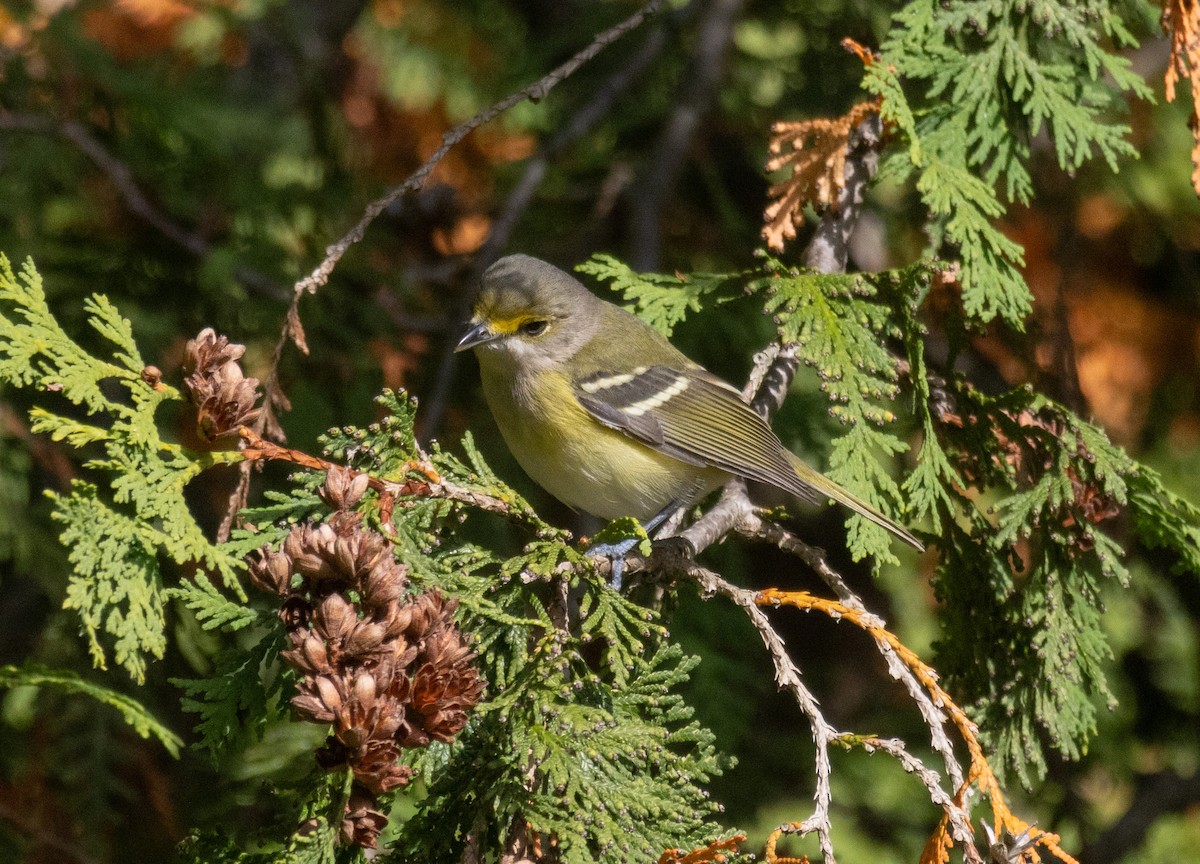 White-eyed Vireo - ML644286996