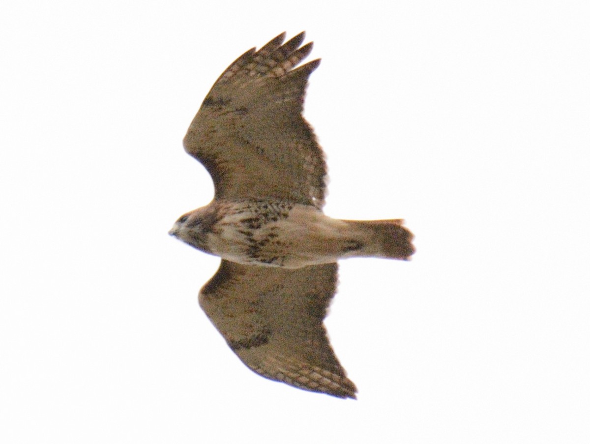 Канюк неоарктичний (підвид borealis) - ML644286999