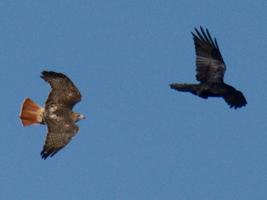 Канюк неоарктичний (підвид borealis) - ML644287001