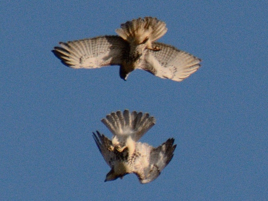 Канюк неоарктичний (підвид borealis) - ML644287002