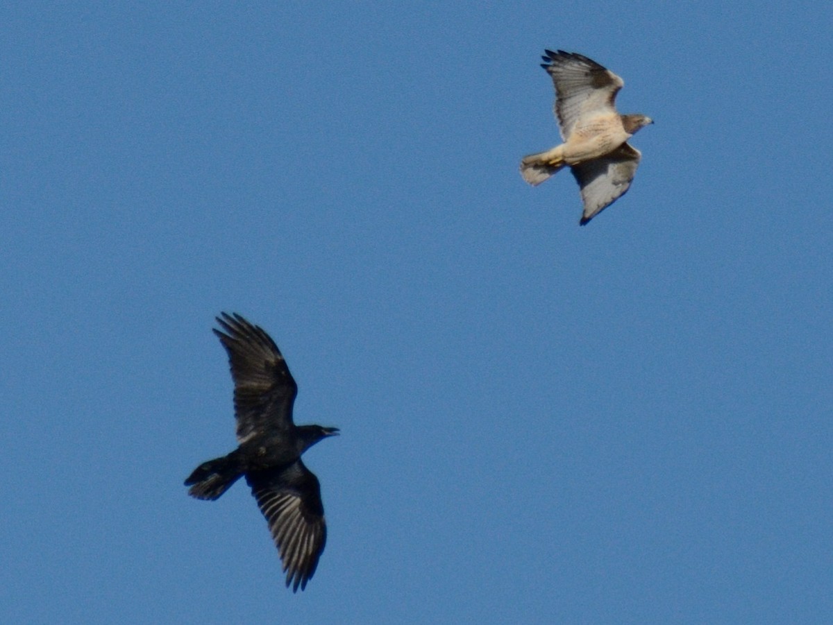 Канюк неоарктичний (підвид borealis) - ML644287004