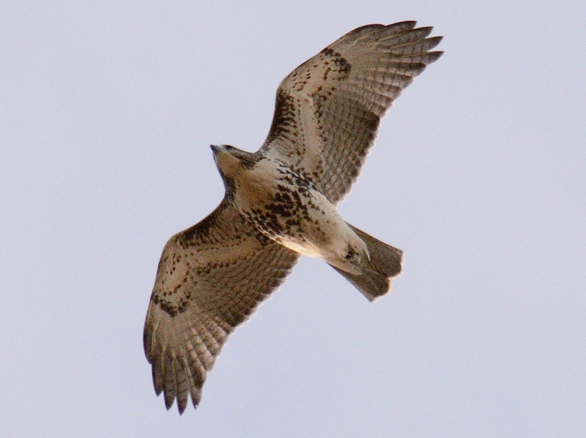 Канюк неоарктичний (підвид borealis) - ML644287007