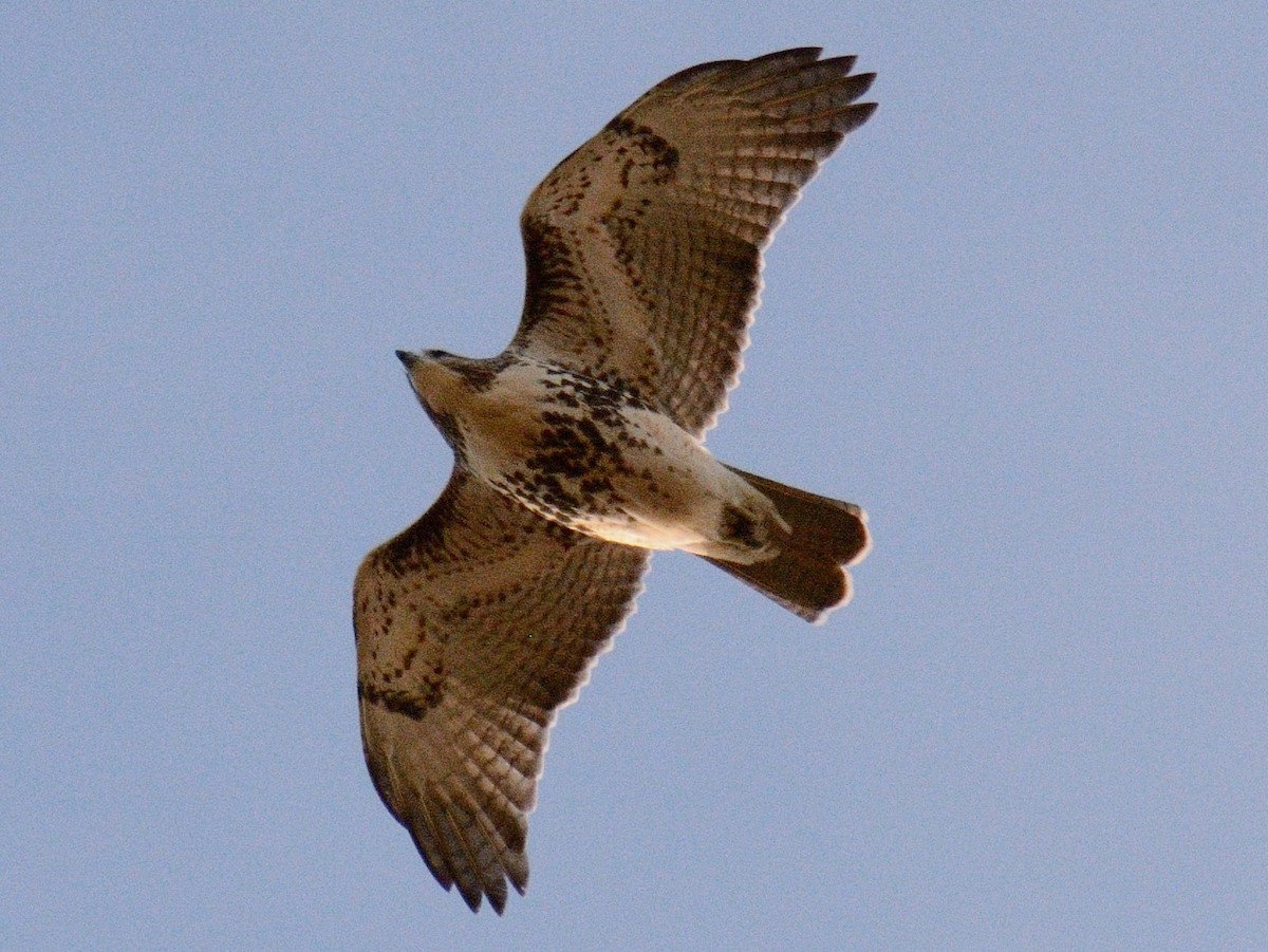 Канюк неоарктичний (підвид borealis) - ML644287008