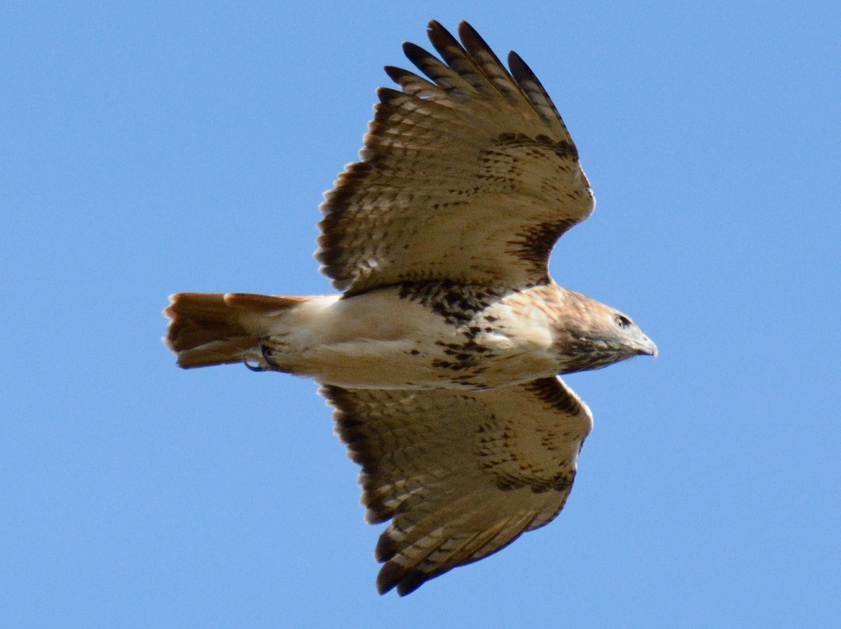 Канюк неоарктичний (підвид borealis) - ML644287010