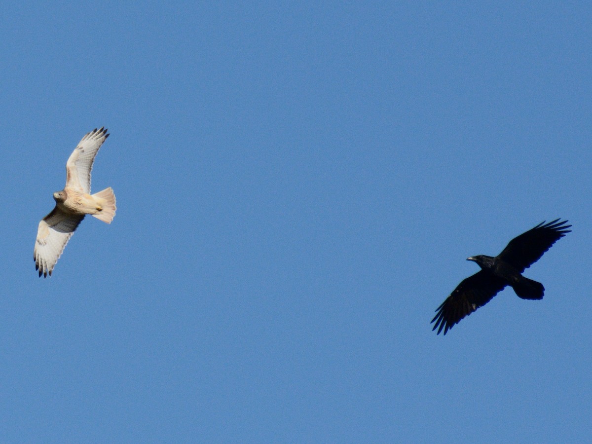 Канюк неоарктичний (підвид borealis) - ML644287012