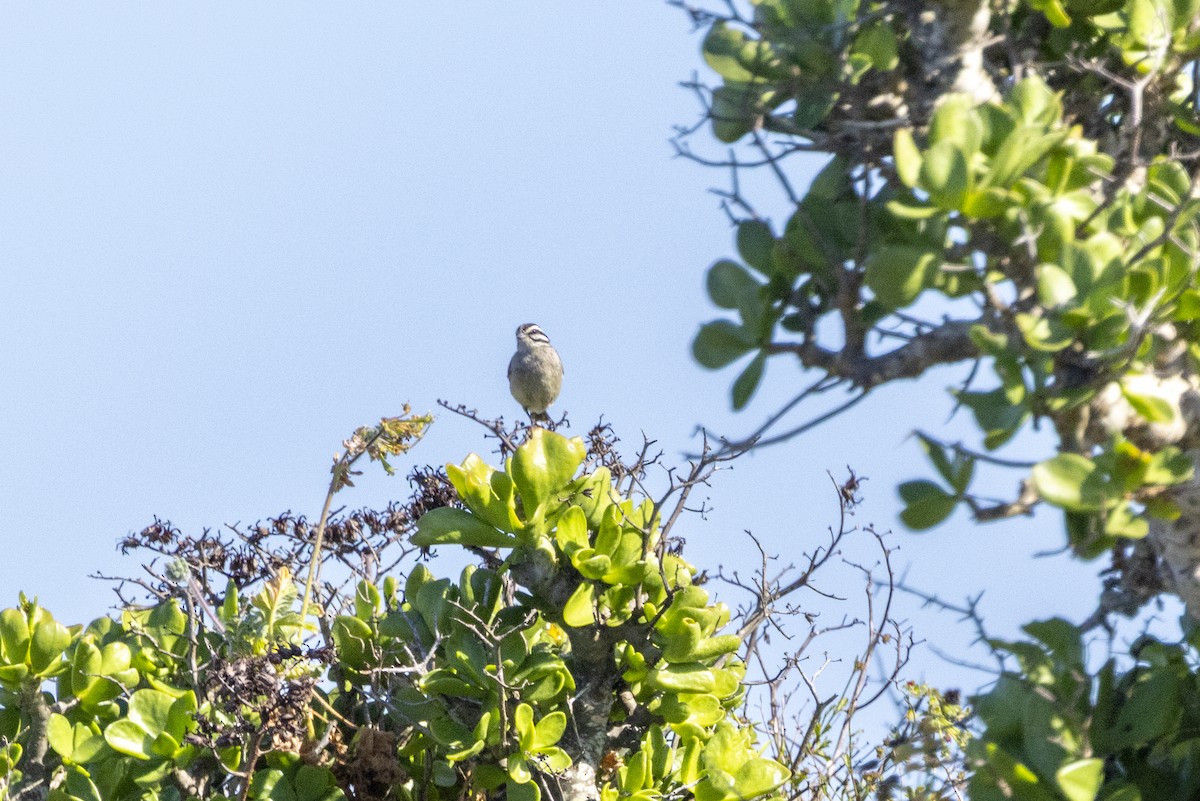 Вівсянка капська - ML644287014