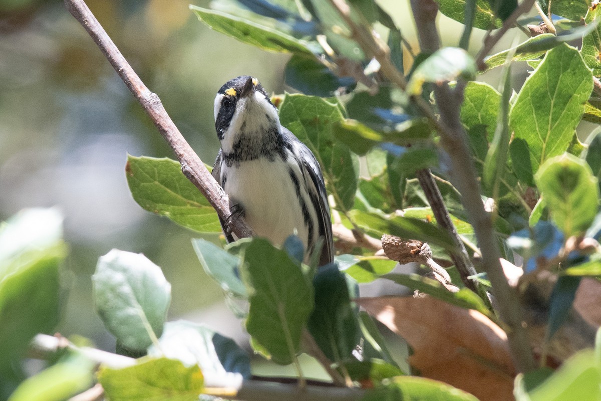 Пісняр-лісовик біловусий - ML644287018