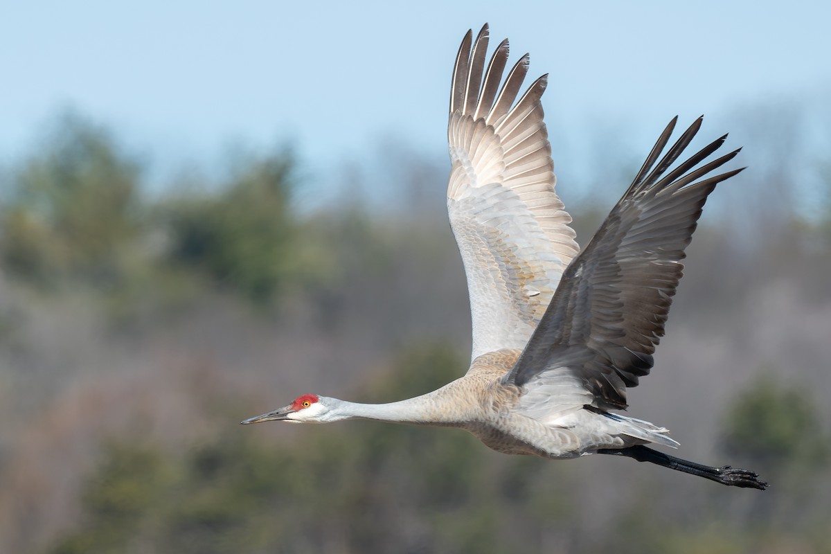 Журавель канадський - ML644287019