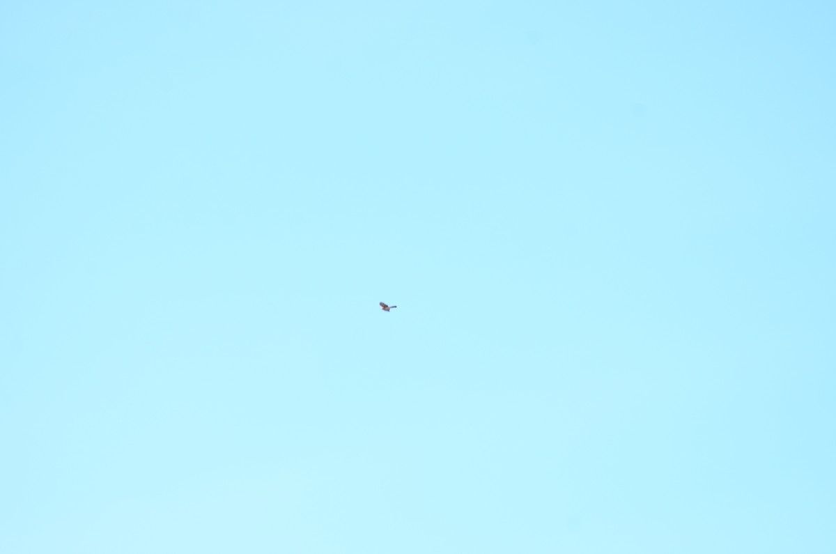 Яструб (Accipitridae sp.) - ML644287023