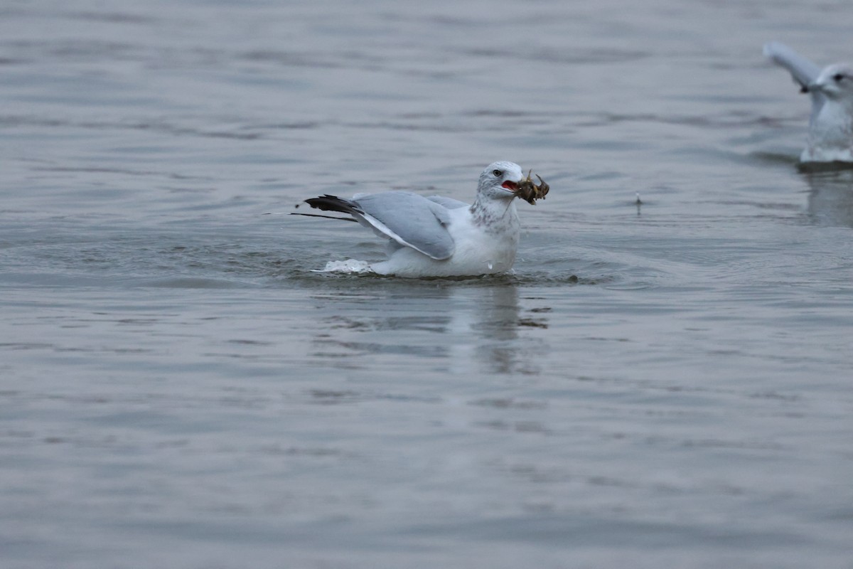 Мартин делаверський - ML644287024