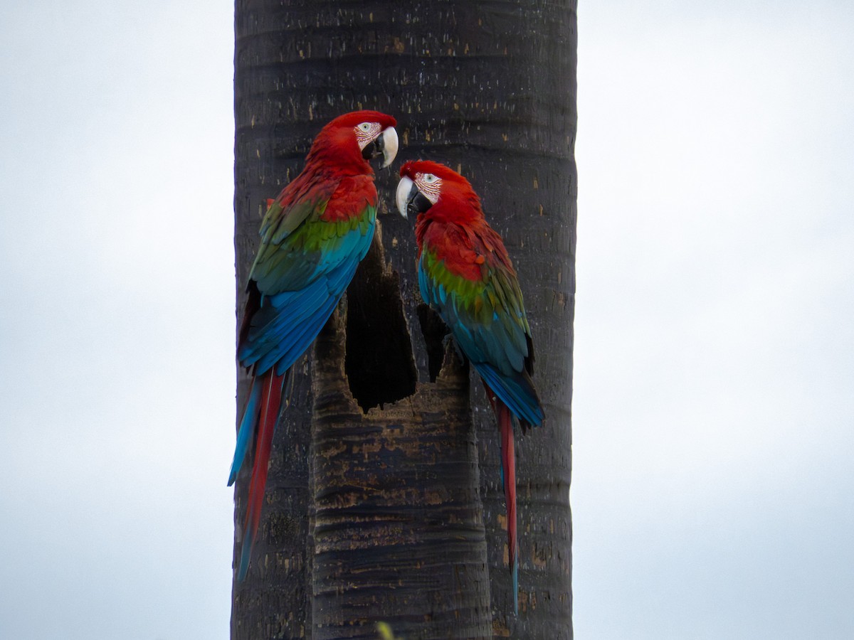 Ара червоно-зелений - ML644287025