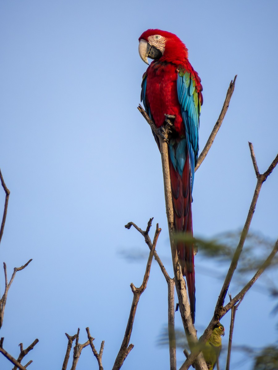 Ара червоно-зелений - ML644287026