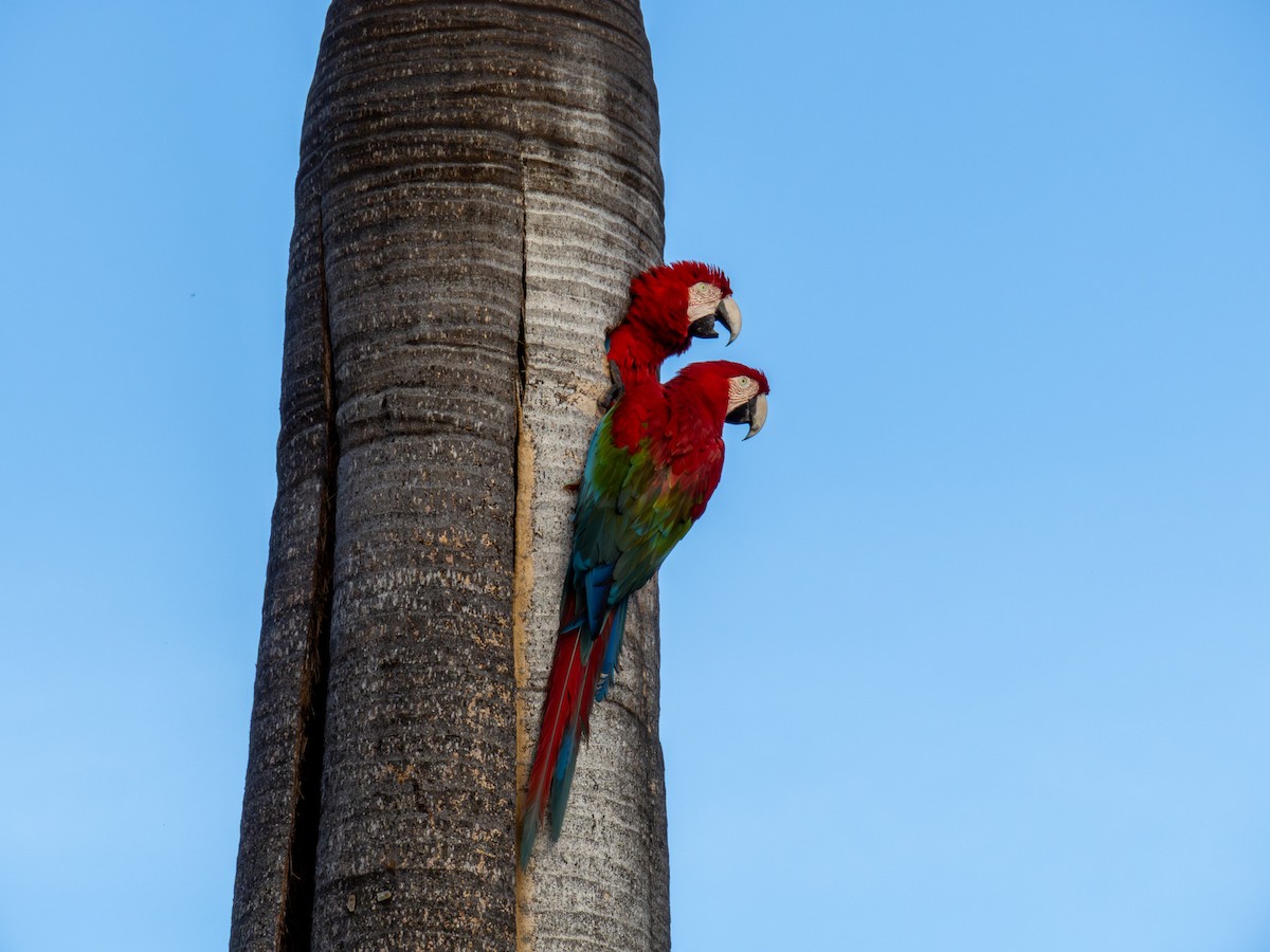 Ара червоно-зелений - ML644287027