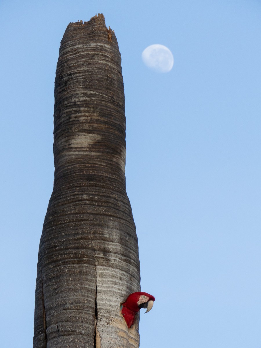 Ара червоно-зелений - ML644287028