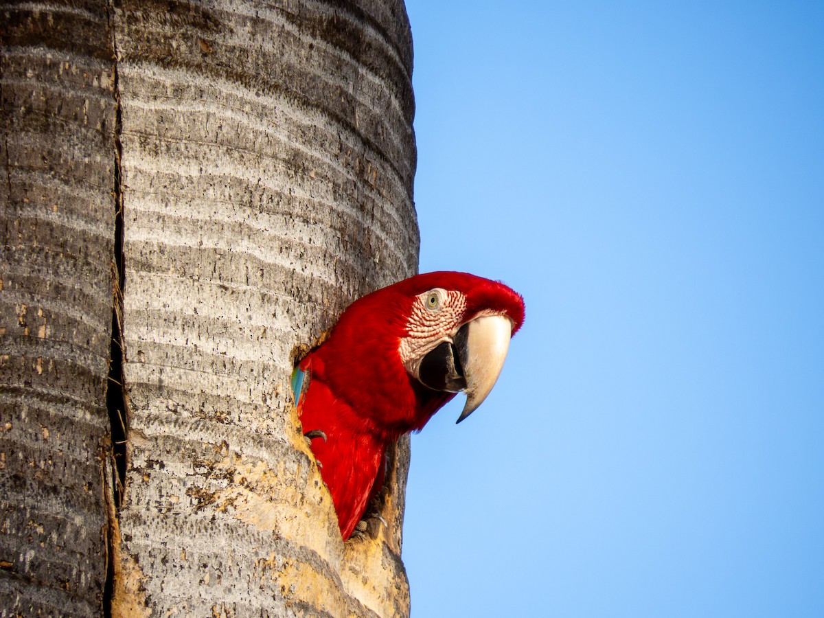 Ара червоно-зелений - ML644287029