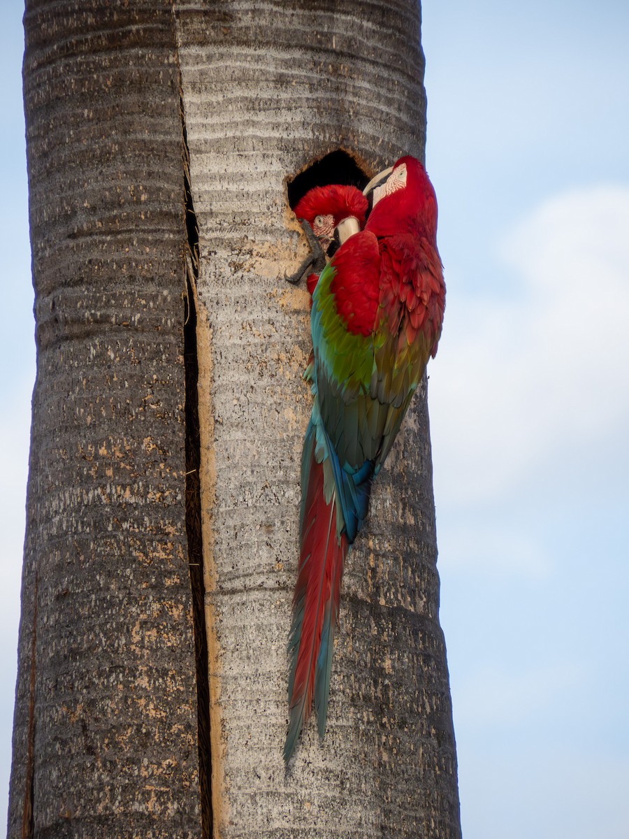 Ара червоно-зелений - ML644287030