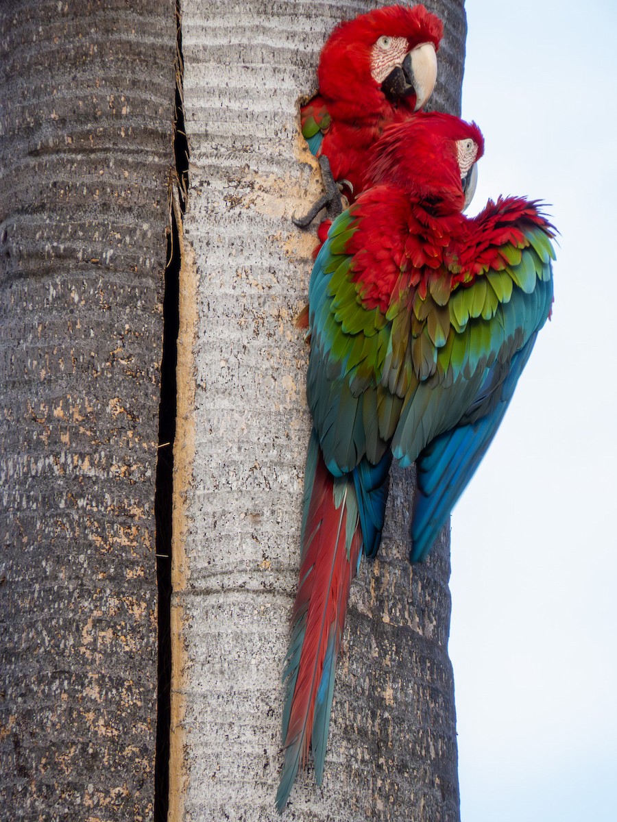 Ара червоно-зелений - ML644287031