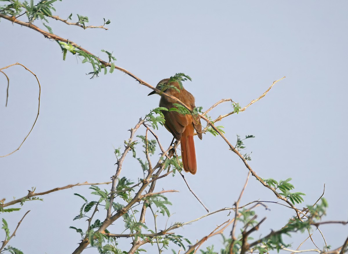 Тирч плямистоволий - ML644287032