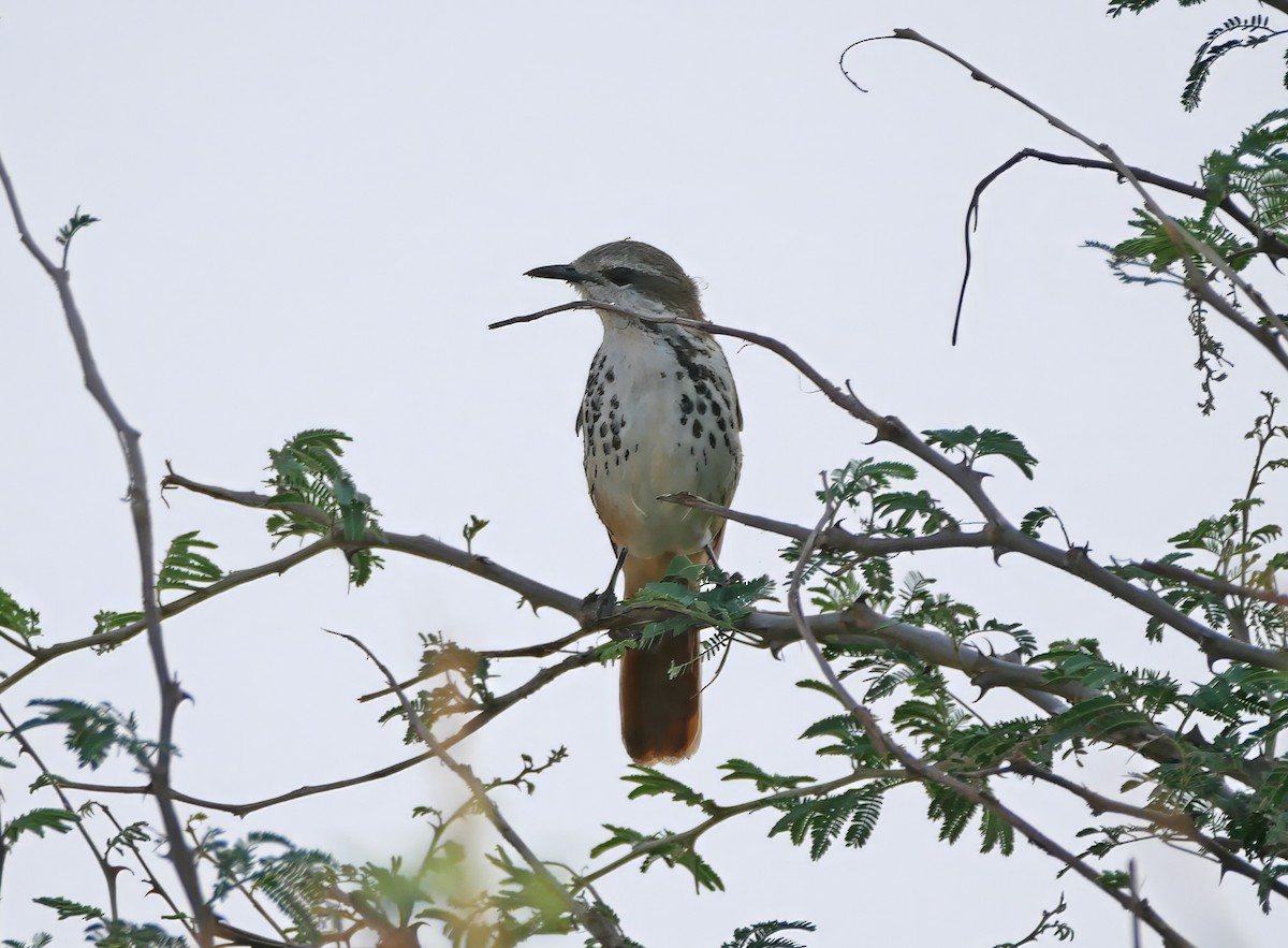 Тирч плямистоволий - ML644287033