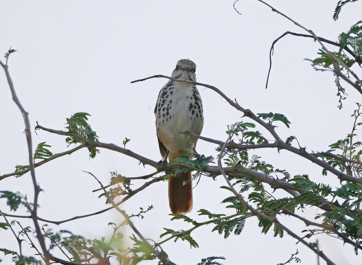 Тирч плямистоволий - ML644287035