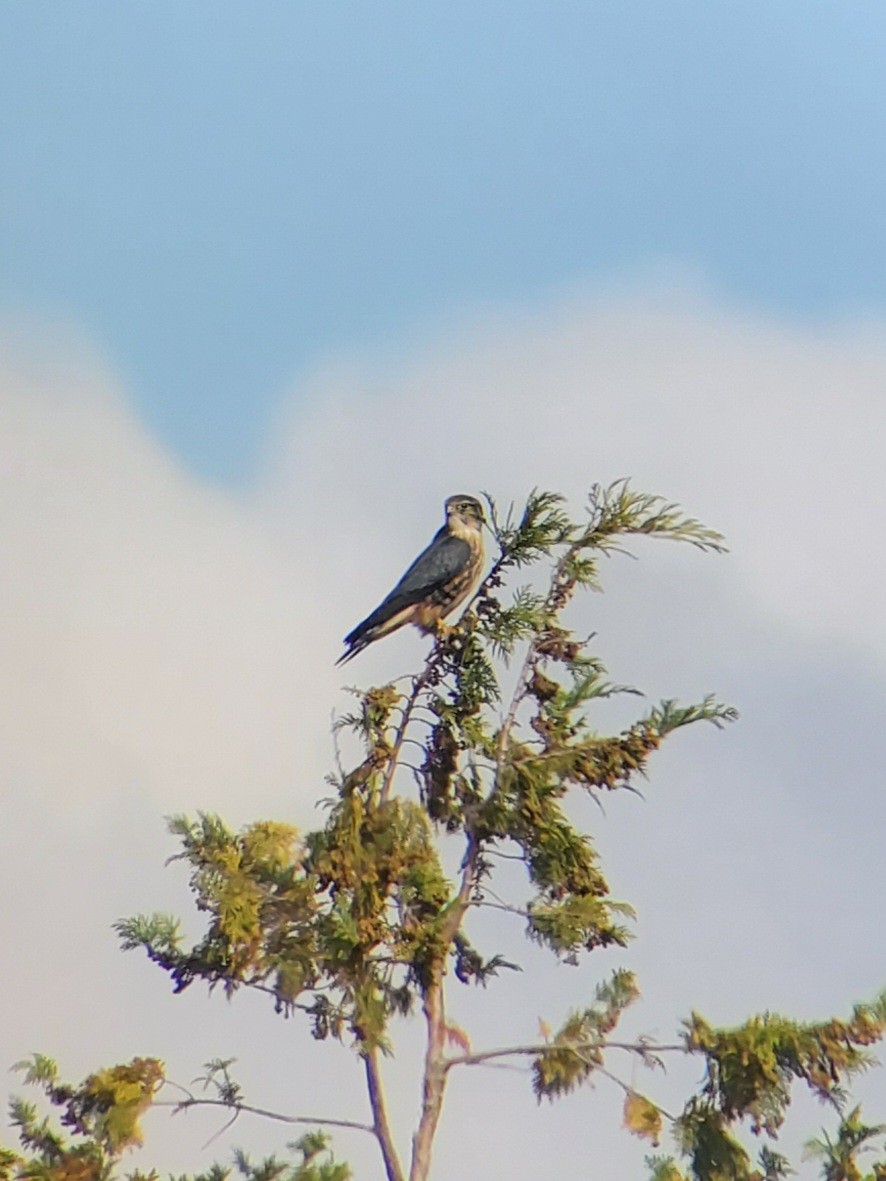 Підсоколик малий (підвид columbarius) - ML644287036