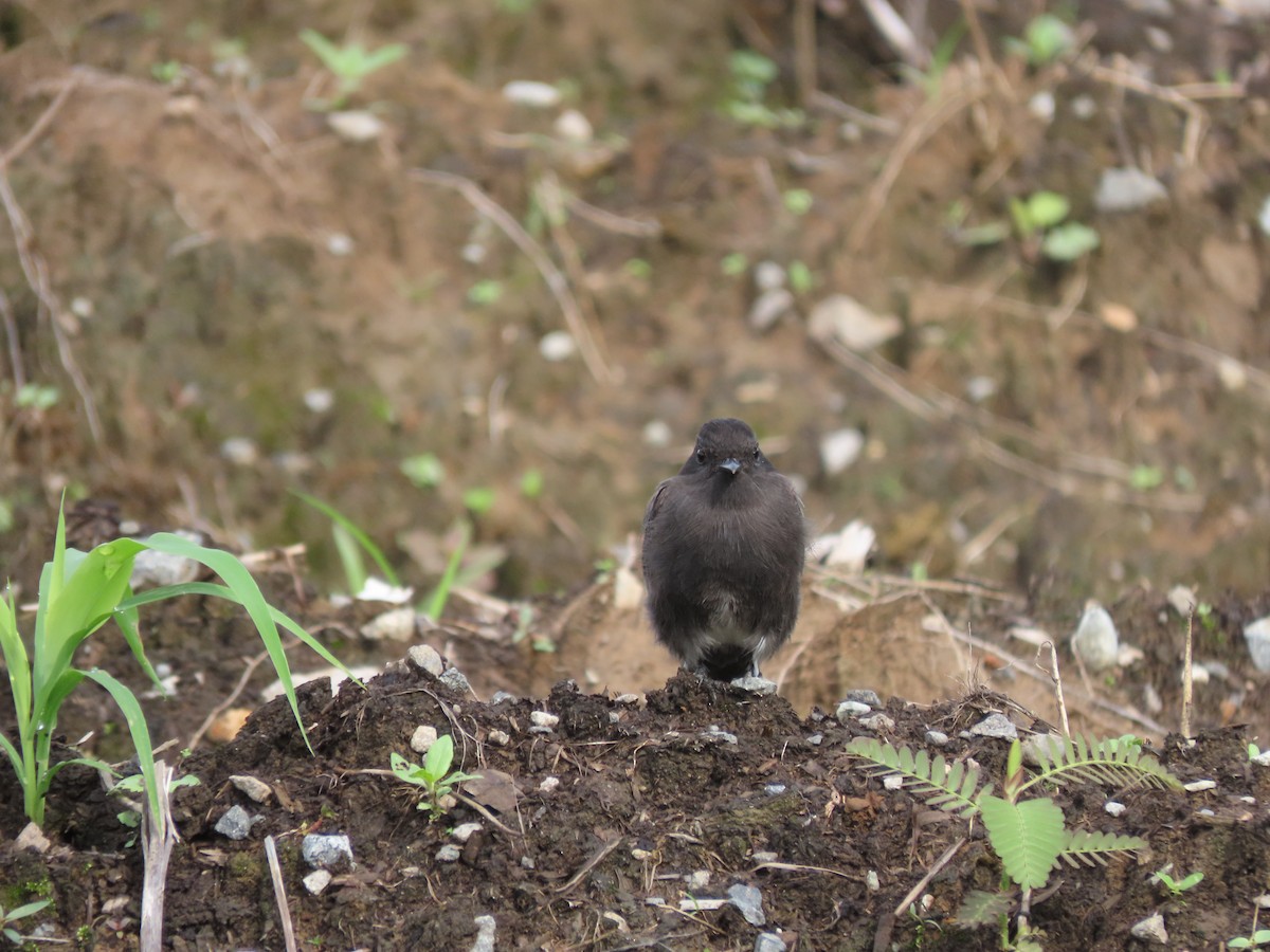 Black Phoebe - ML644287046