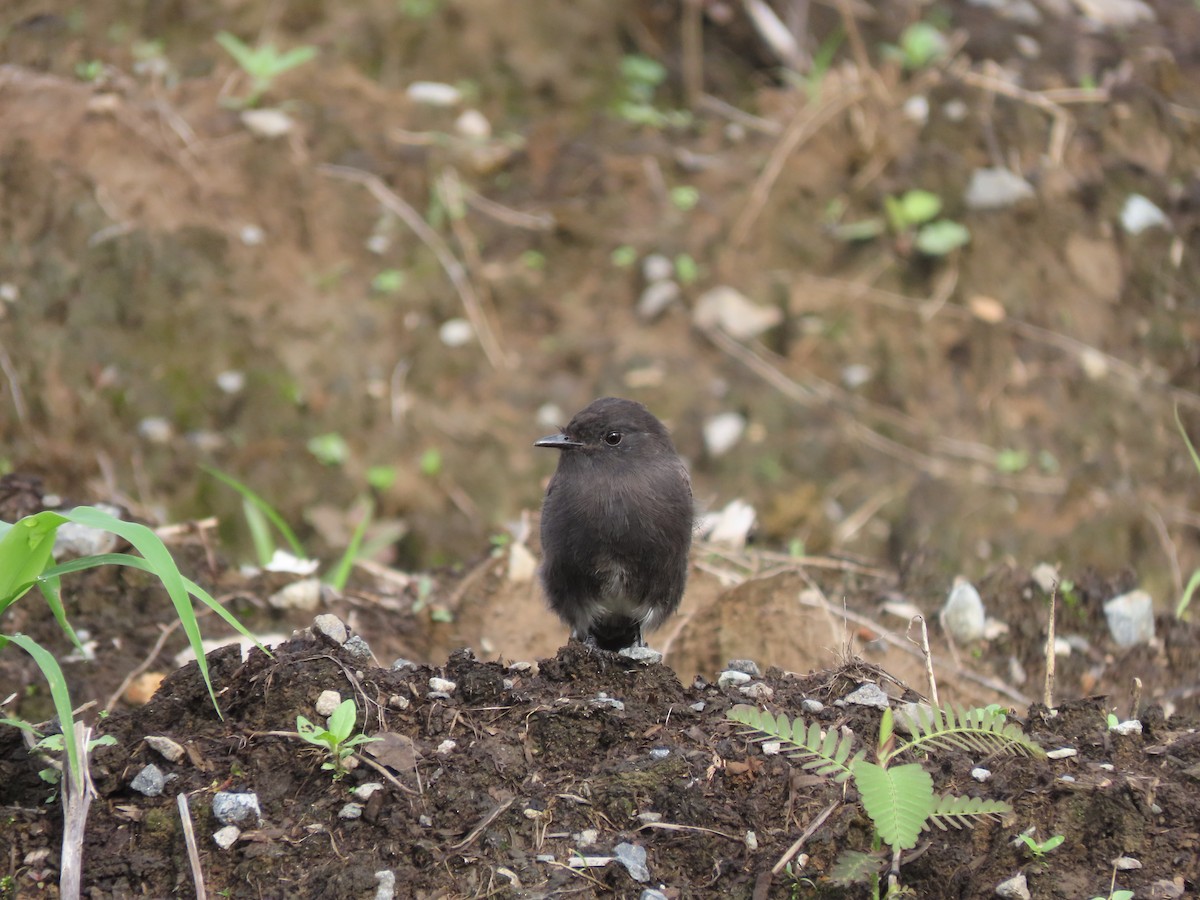 Black Phoebe - ML644287049