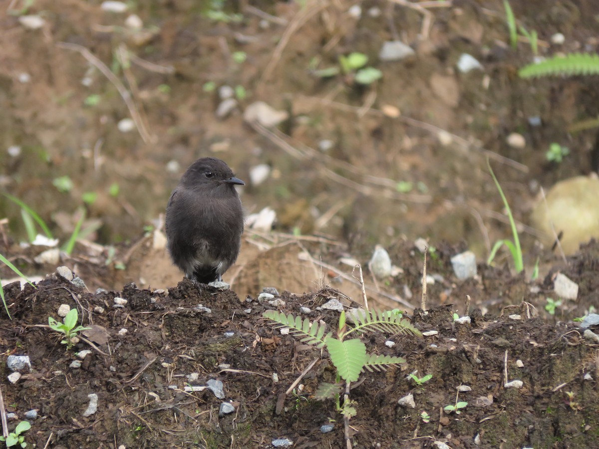 Black Phoebe - ML644287050