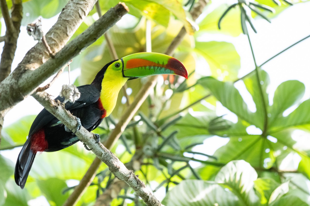 tukan středoamerický - ML644287052