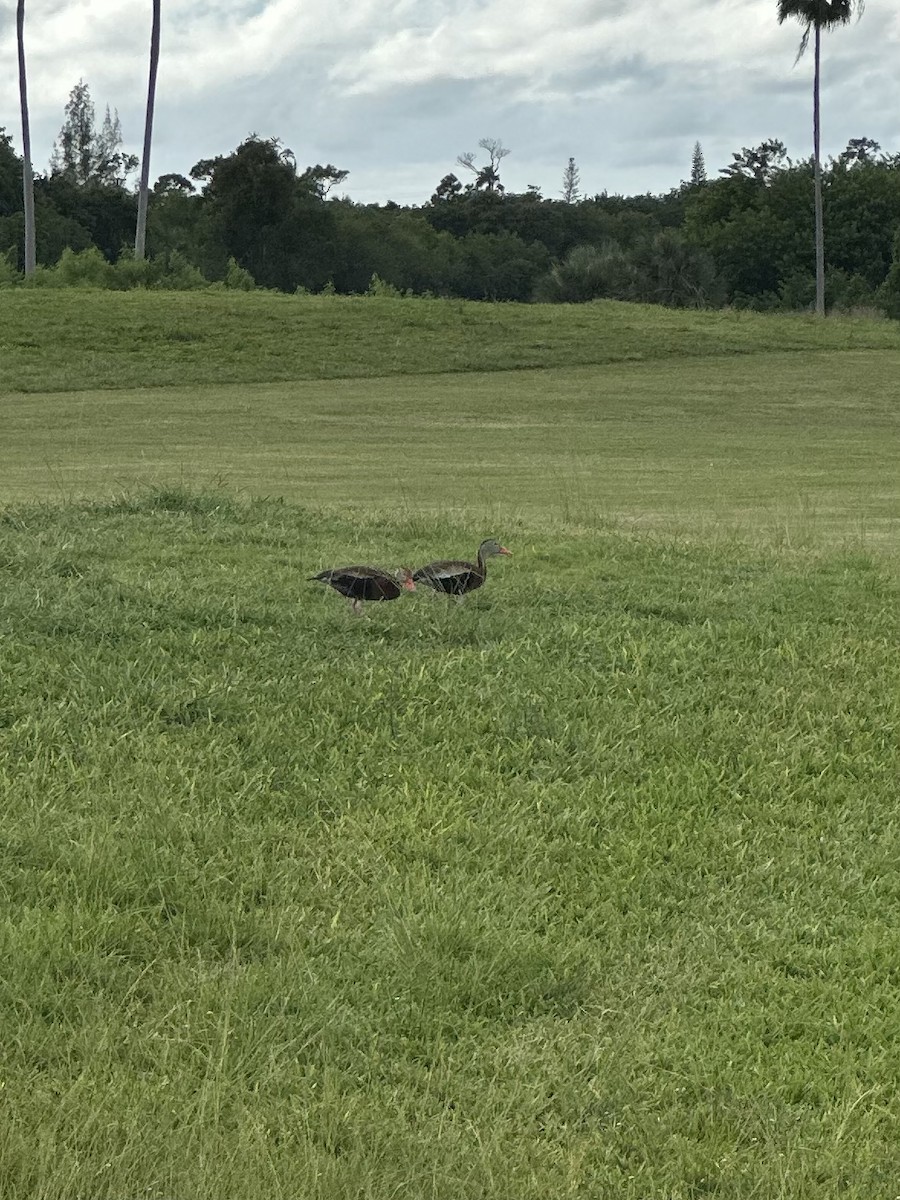 アカハシリュウキュウガモ - ML644287055